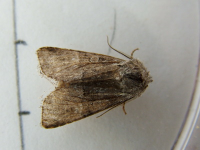 Minor Shoulder-knot